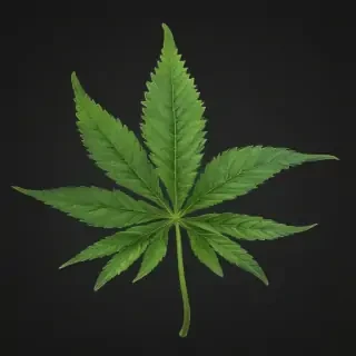 marijuana leaf transparent background