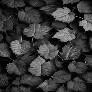leaves black and white