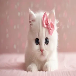kitty wallpapers