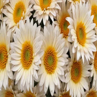 chrysanthemum png