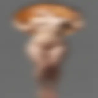 venus transparent background