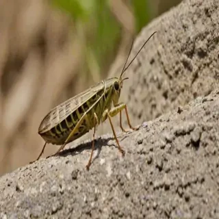 locust bug
