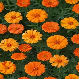 marigolds transparent