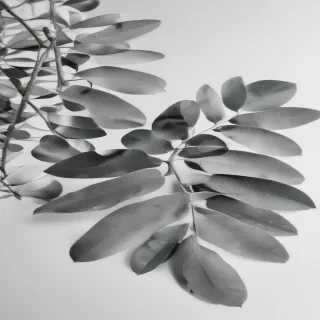 eucalyptus clipart black and white