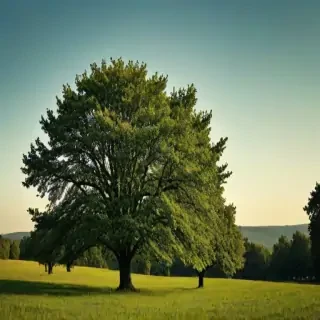 trees background