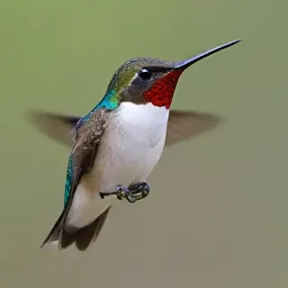 bee hummingbird