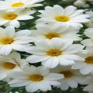 white flowers wallpaper iphone
