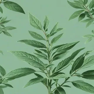 sage aesthetic wallpaper