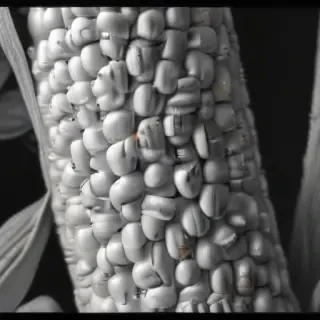 corn drawing