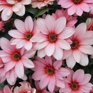 flower background iphone