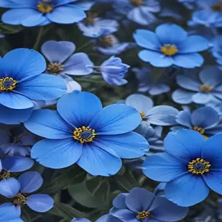 blue flowers background