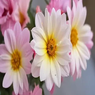 pretty flowers