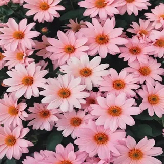 cute flower wallpaper aesthetic