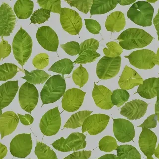 leaves png transparent