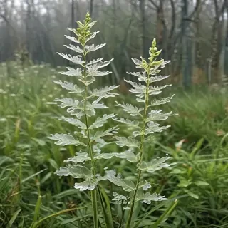 transparent plants