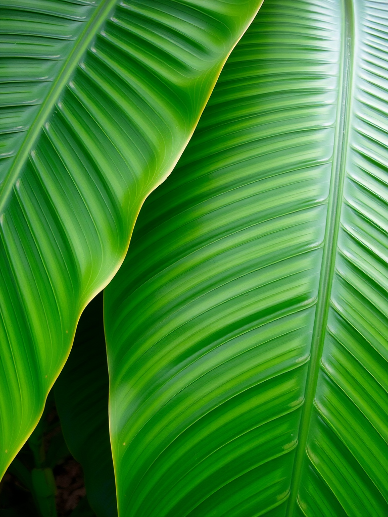 close-up of large green tropical leaves with visible texture and veins, in a natural setting, with soft lighting