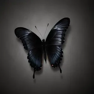 black butterfly wallpaper