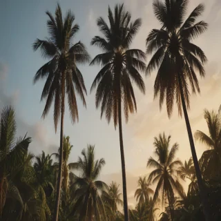 palm trees background