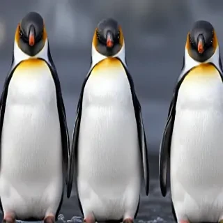penguin backgrounds
