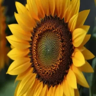 iphone cute sunflower wallpaper