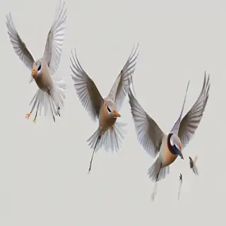 birds flying transparent background