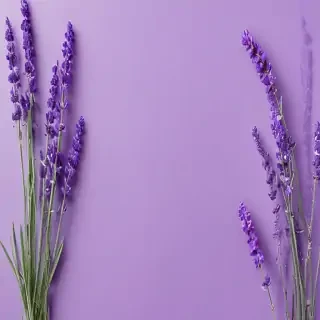 lavender background