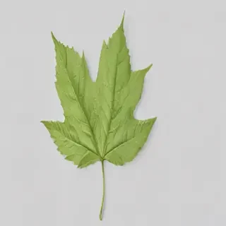 leaf transparent background