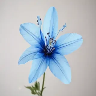 blue flower transparent