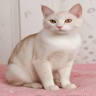 donskoy cat breed