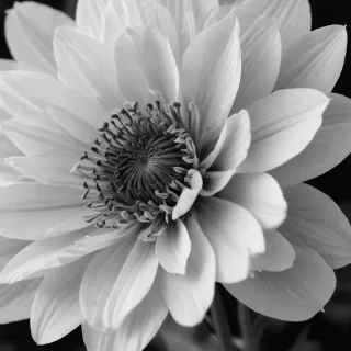 black and white flower background