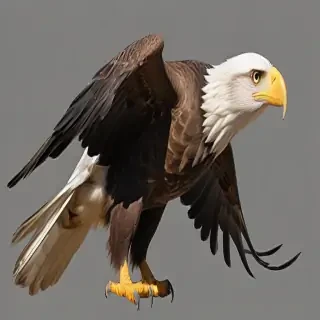 eagle transparent