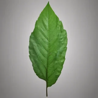 green leaf png