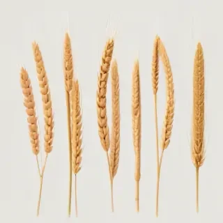 wheat png