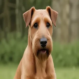 irish terrier