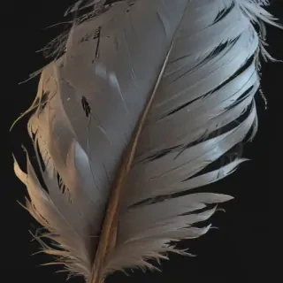feather png