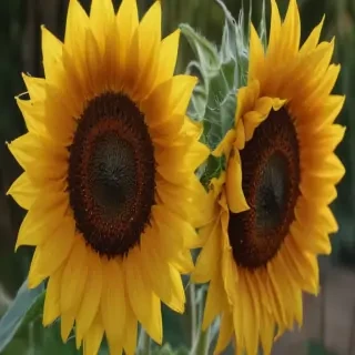 aesthetic sunflower