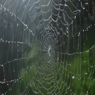 spiderweb