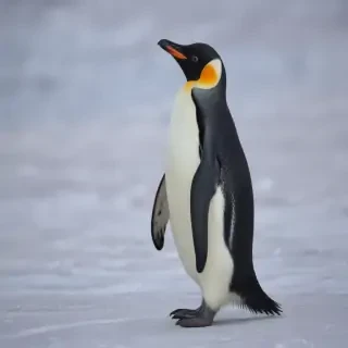 penguin background