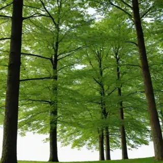 trees transparent