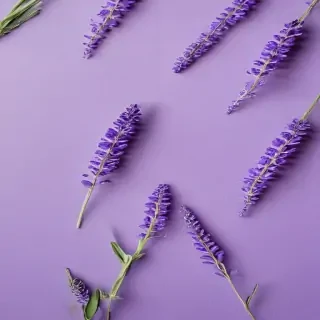 lavender background