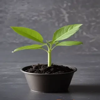 seedling png