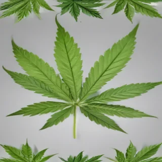marijuana leaf transparent background