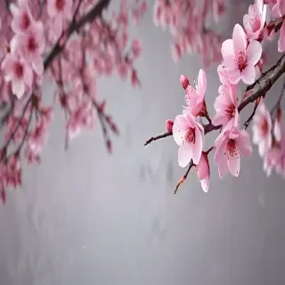 cherry blossom backround
