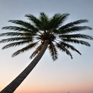 palm tree transparent