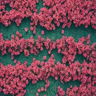 ig background