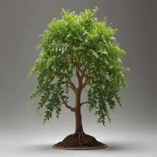 plant transparent background