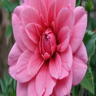 pink wallpapers for iphone