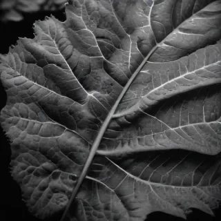 leaf in black and white