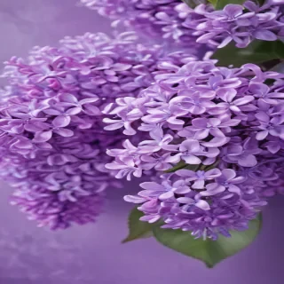 lilac background