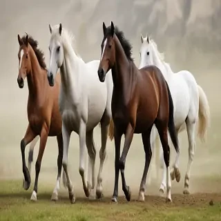 horses png